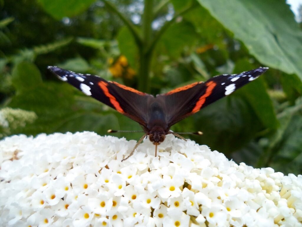 Vlindertuin