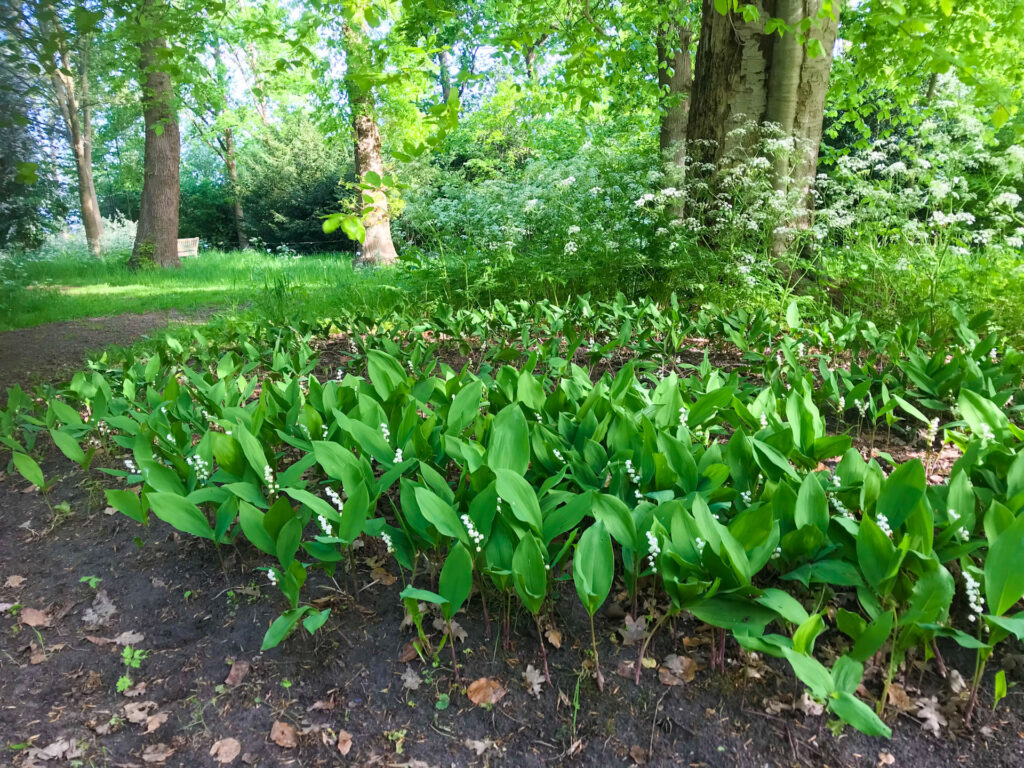 Lelietjes van dalen